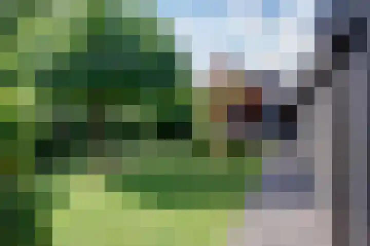 Roggelelie 1 Gieten thumbnail 14