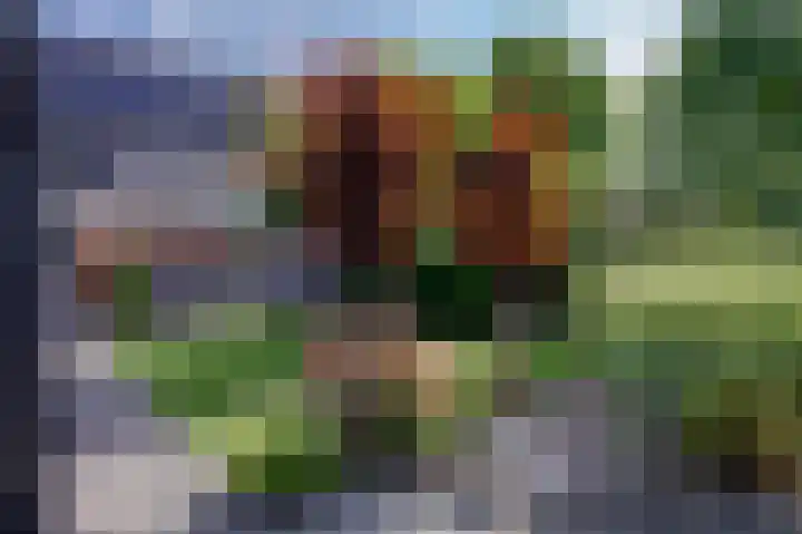 Roggelelie 1 Gieten thumbnail 6