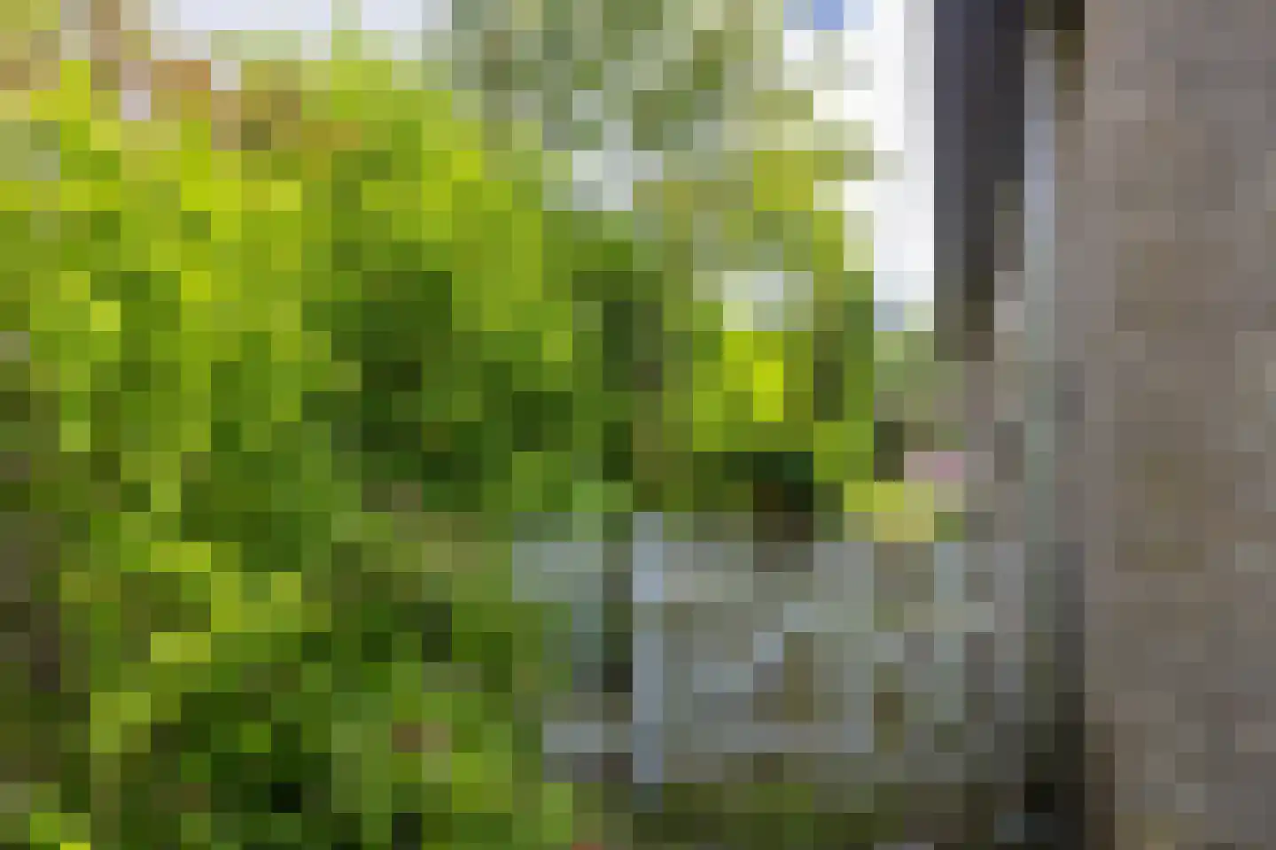 Roggeslootweg 225 De Cocksdorp thumbnail 36