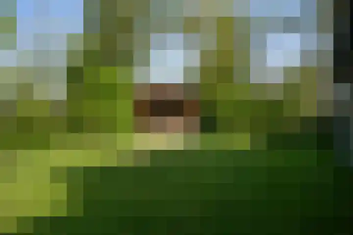 Roggeslootweg 299 De Cocksdorp thumbnail 33