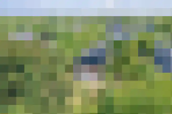 Roggeslootweg 331 De Cocksdorp thumbnail 27