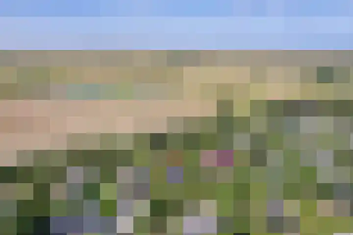 Roggeslootweg 331 De Cocksdorp thumbnail 5