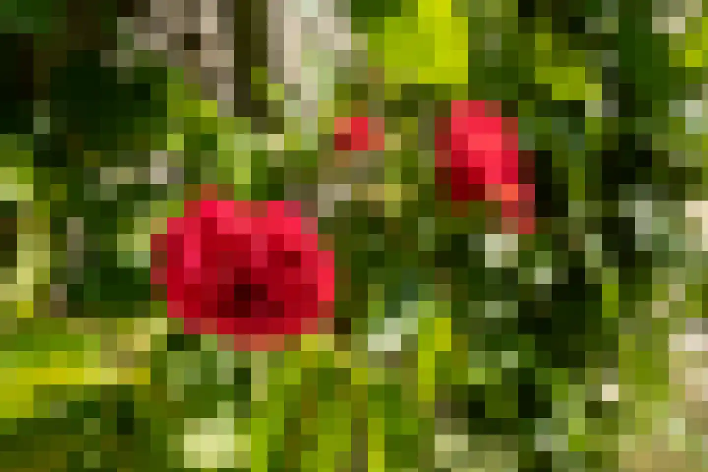 Roggeslootweg 531 De Cocksdorp thumbnail 5