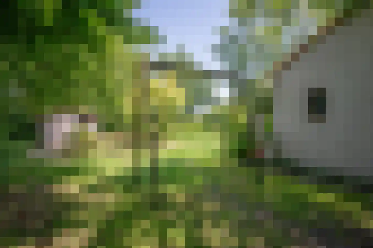 Roggeslootweg 599 De Cocksdorp thumbnail 45