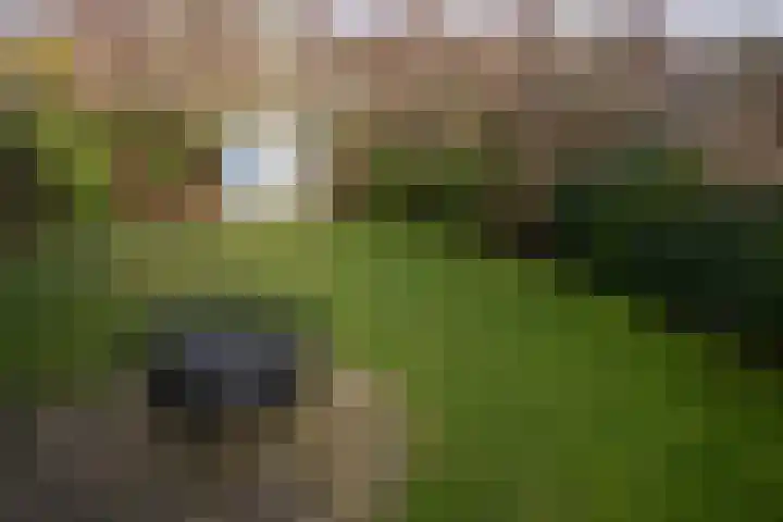 Roggeslootweg 602 De Cocksdorp thumbnail 60