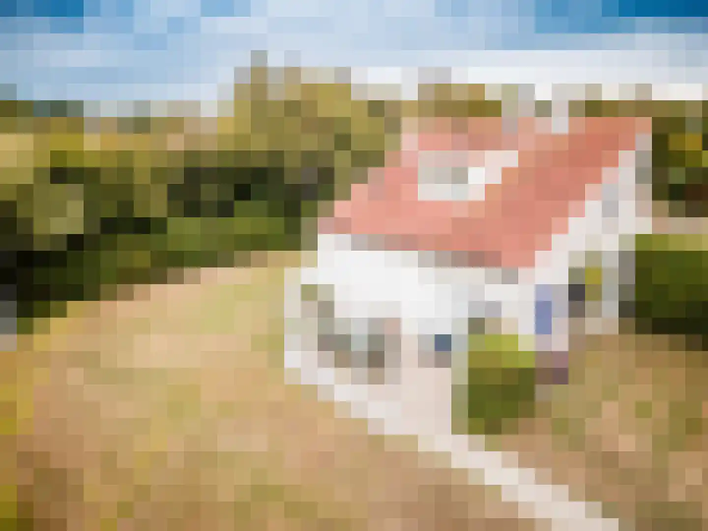 Roggeslootweg 732 De Cocksdorp thumbnail 7
