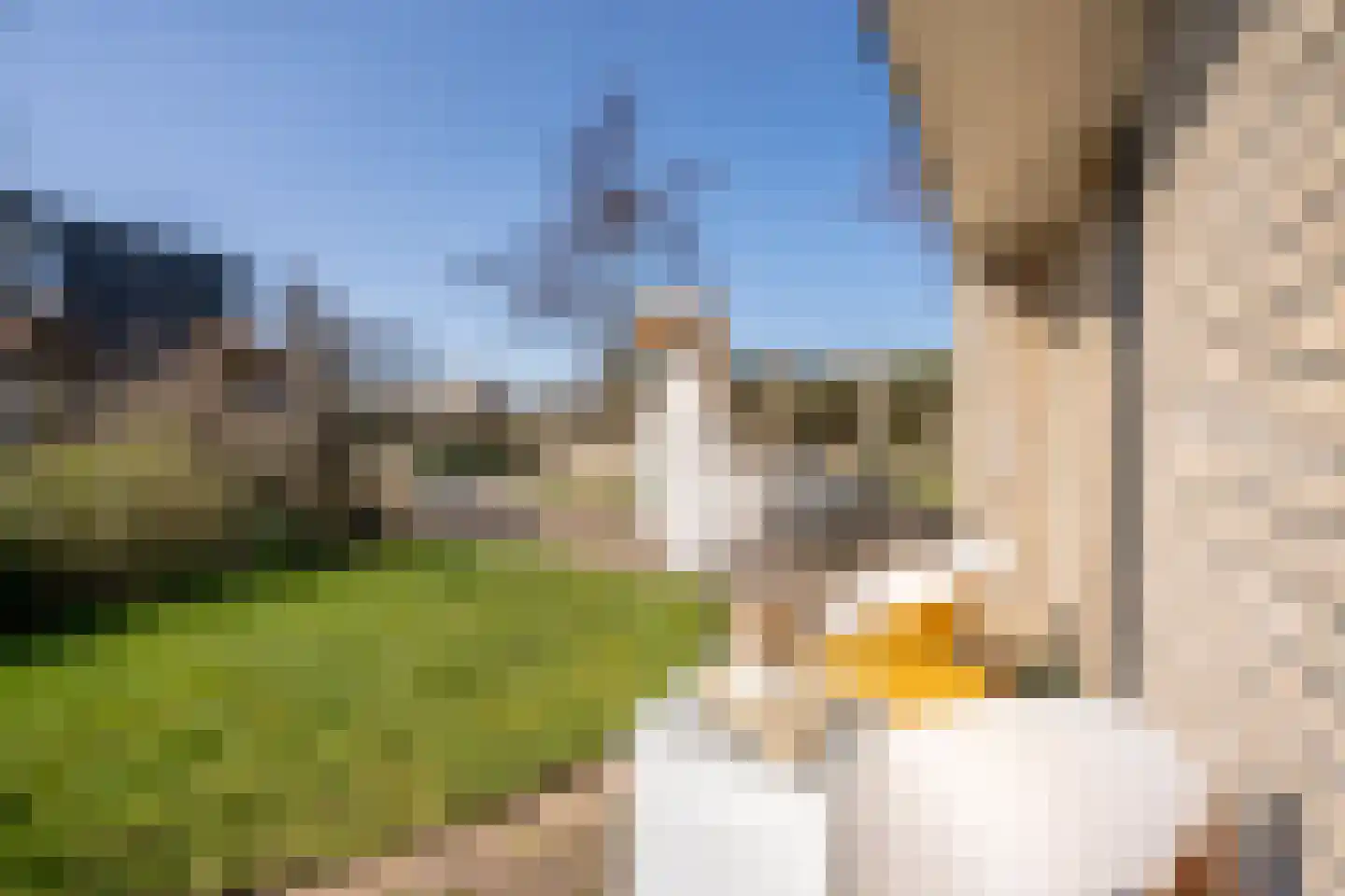Roggeslootweg 9 De Cocksdorp thumbnail 66