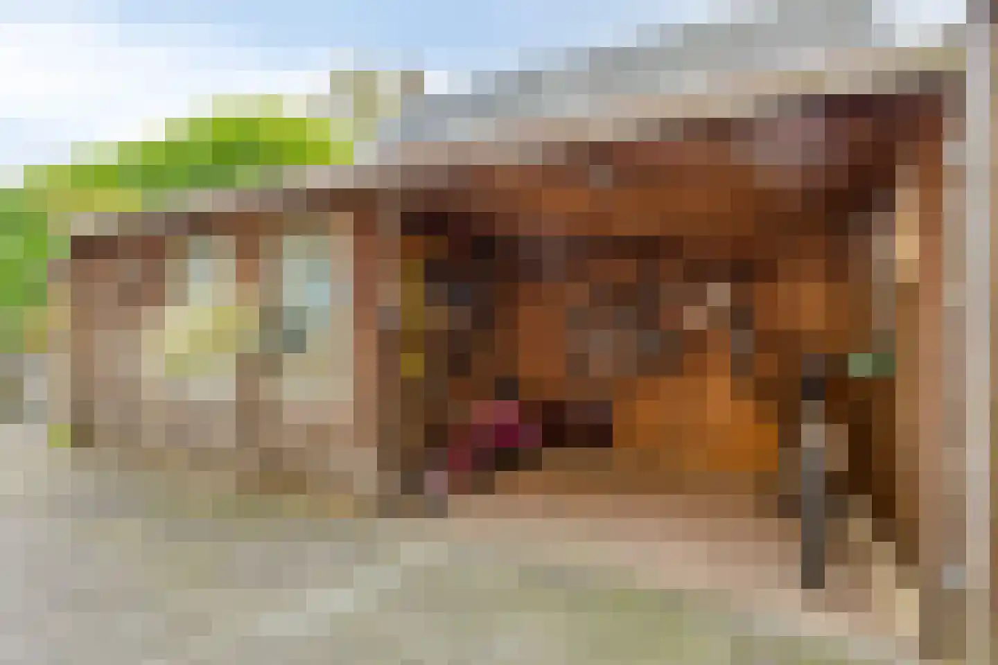 Rogier Monicxlaan 9 Beek en Donk thumbnail 60