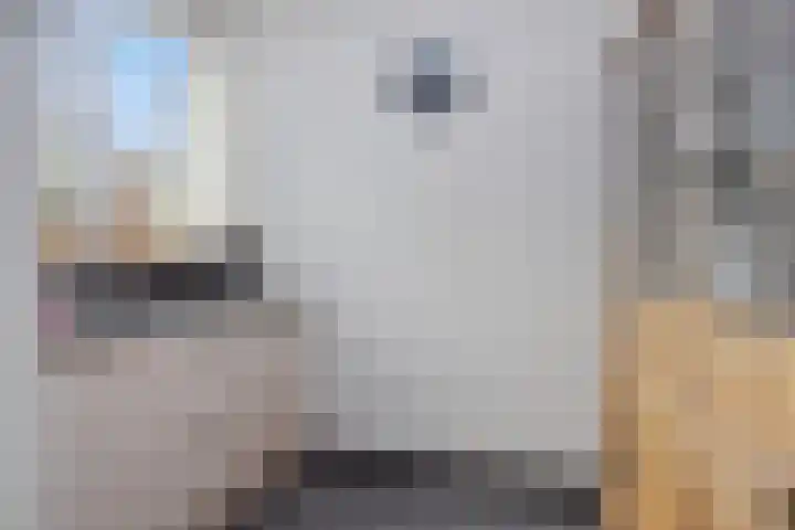 Rogier van der Weydenstraat 23 's-Hertogenbosch thumbnail 12