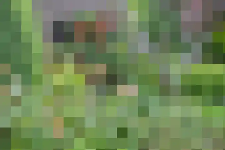 Rolderdingspillaan 28 Rolde thumbnail 47