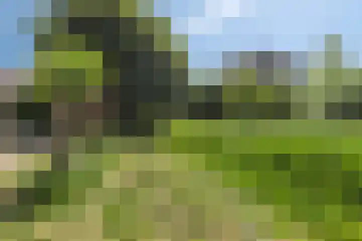 Rolklaver 95 Rotterdam thumbnail 33