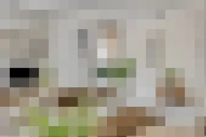 Rollandthof 17 Zierikzee thumbnail 15