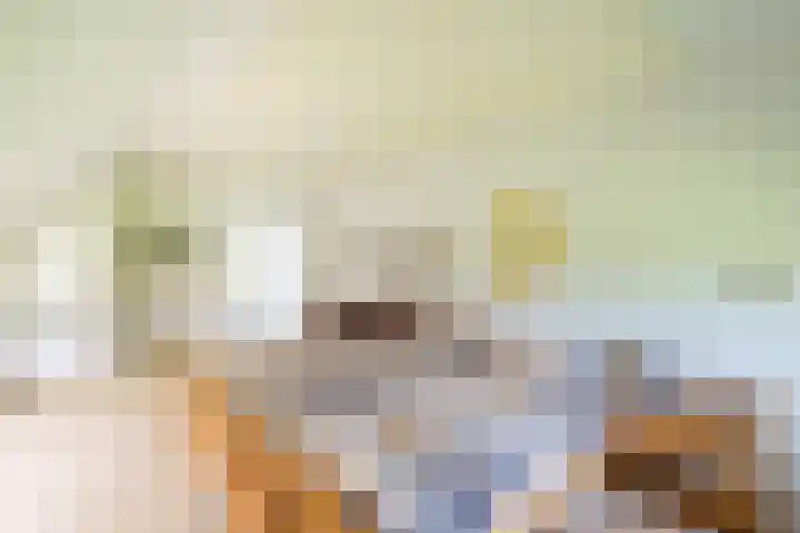 Rollecate 22 Nieuwleusen thumbnail 23
