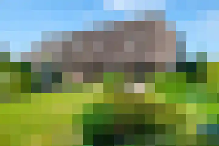 Rollecate 22 Nieuwleusen thumbnail 33