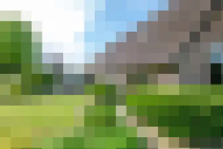 Rollecate 22 Nieuwleusen thumbnail 42