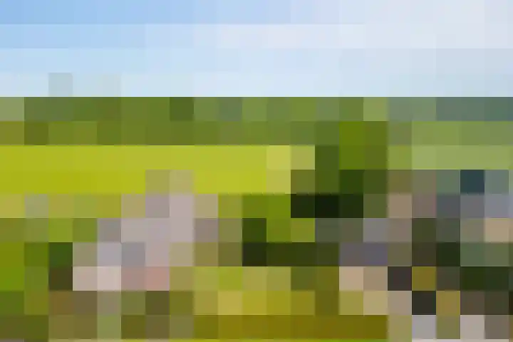 Rollecate 22 Nieuwleusen thumbnail 49