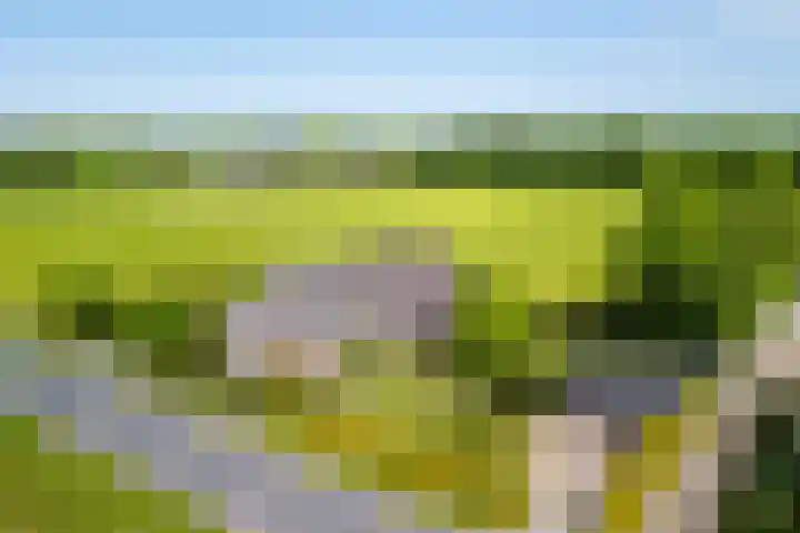 Rollecate 22 Nieuwleusen thumbnail 50