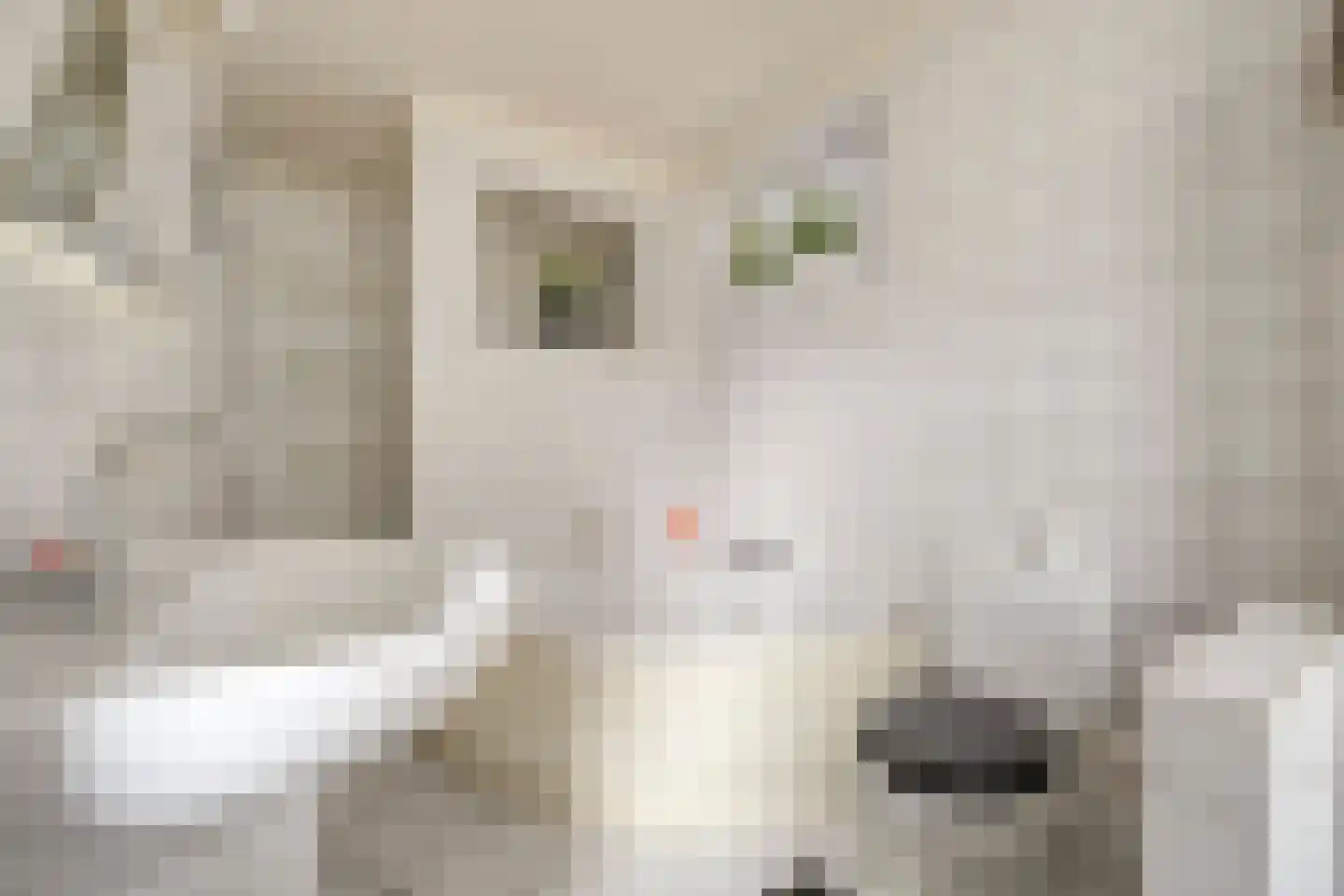 Rollepaal 36 Dedemsvaart thumbnail 19
