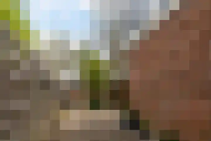 Romeinstraat 9 Leeuwarden thumbnail 17