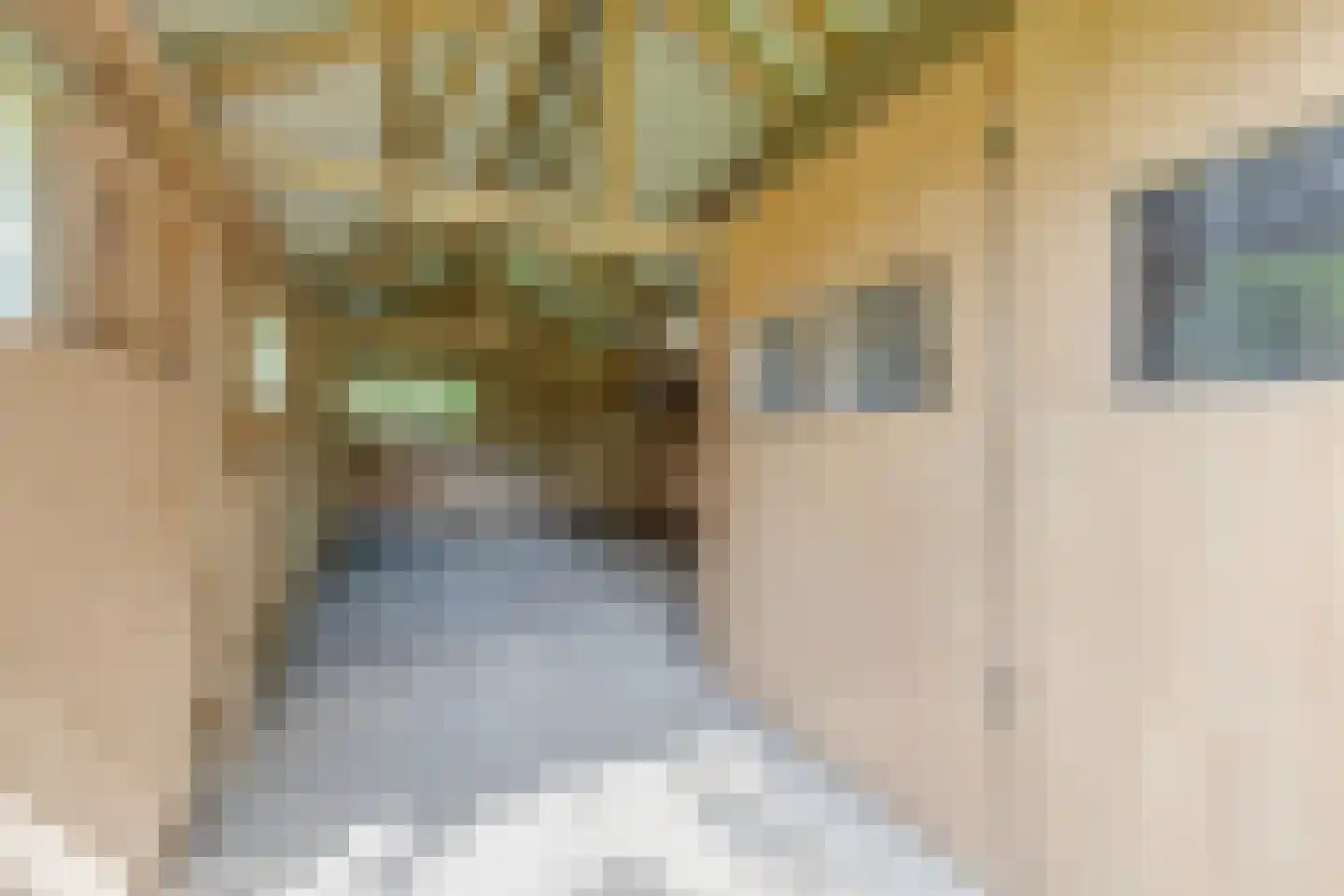 Rommelderdijk 2 Vorden thumbnail 38