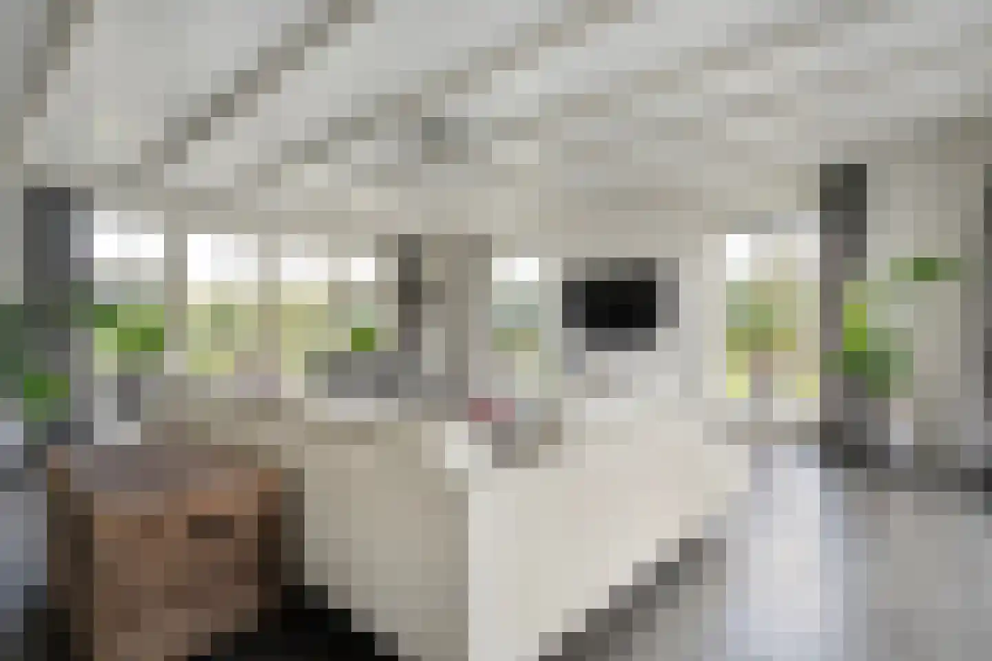 Ronde Blesse 4 Willemsoord thumbnail 18