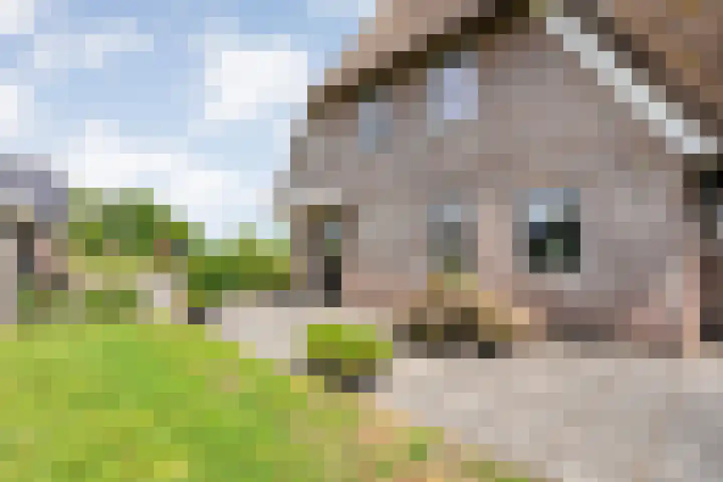 Ronde Blesse 4 Willemsoord thumbnail 50