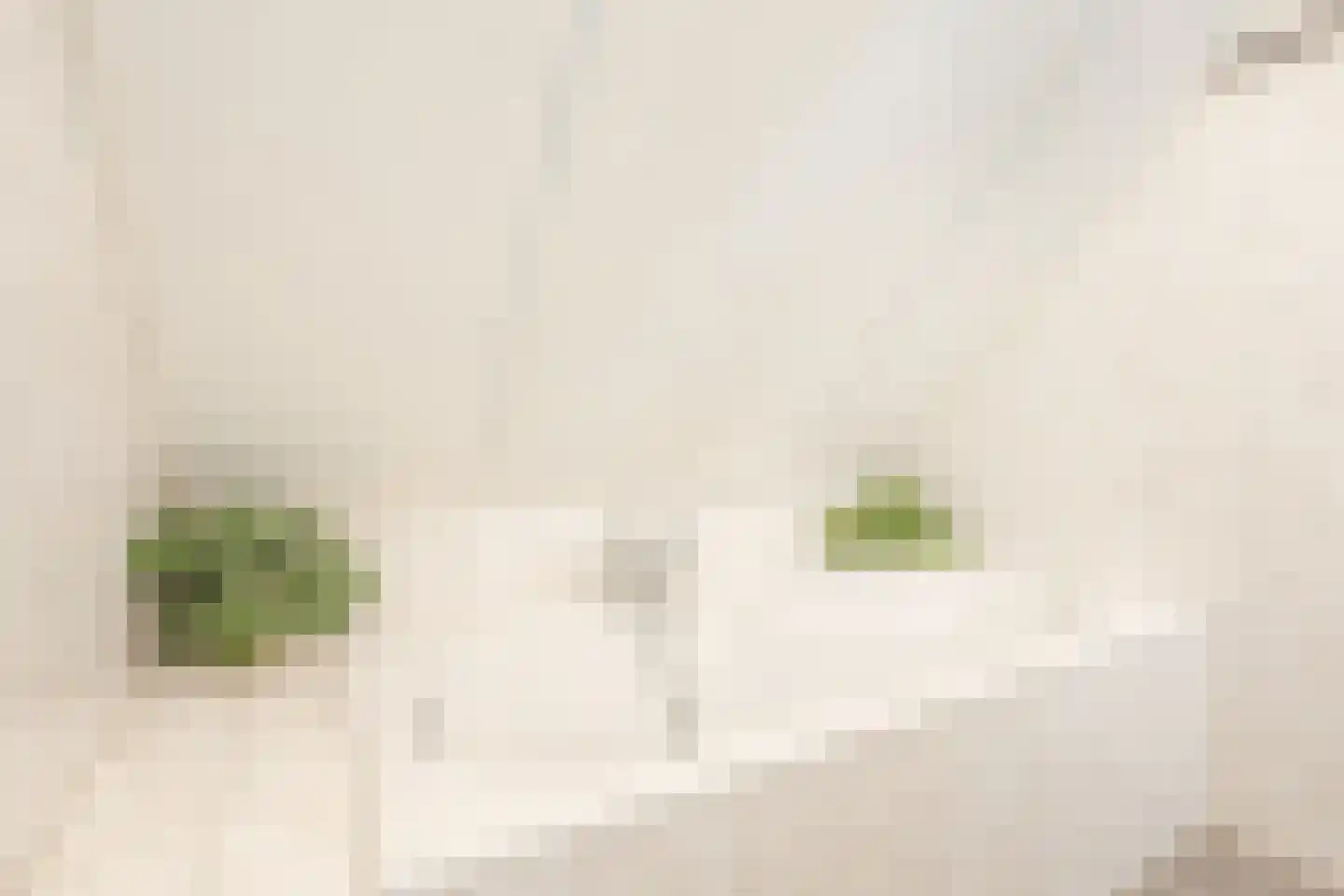 Ronde Weiden 5 Ruinerwold thumbnail 29