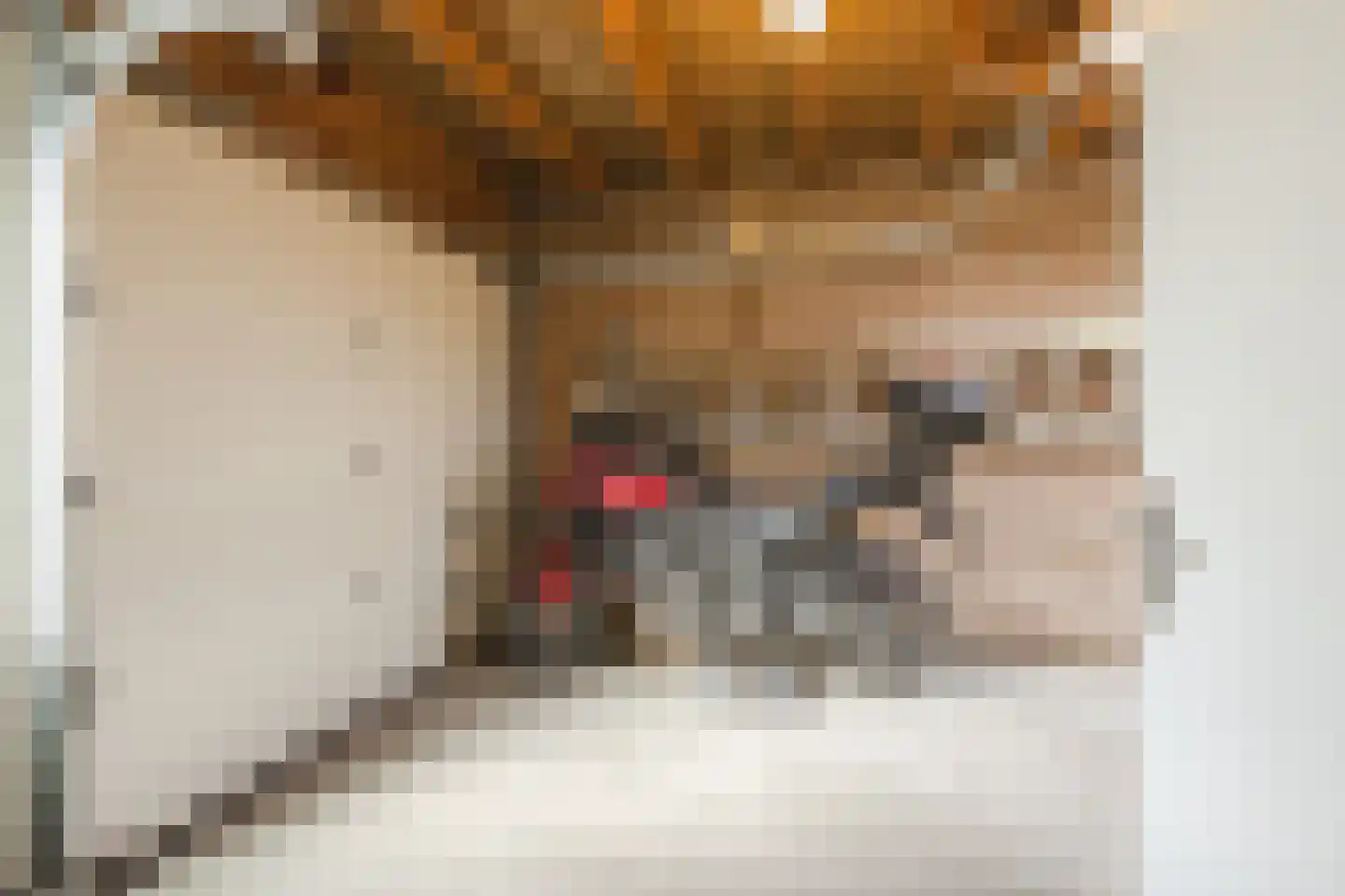 Ronde Weiden 5 Ruinerwold thumbnail 42