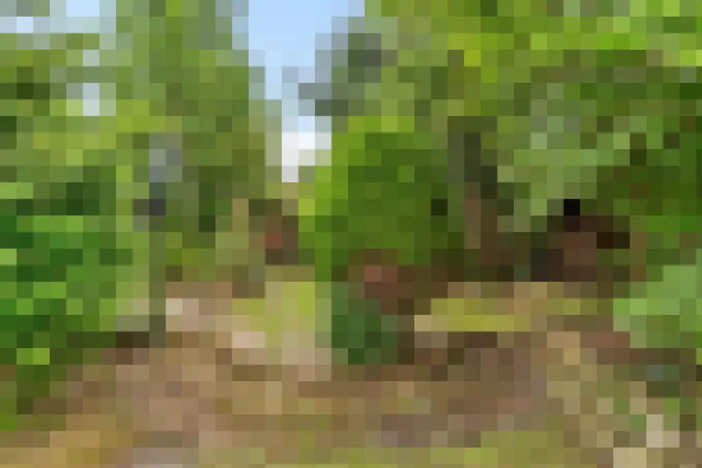 Rondeboslaan 6 Farmsum thumbnail 19