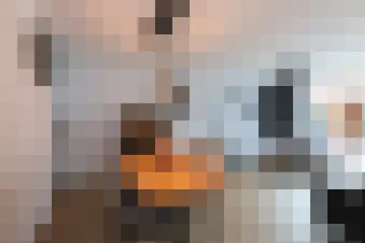 Rondo 355 Sliedrecht thumbnail 11