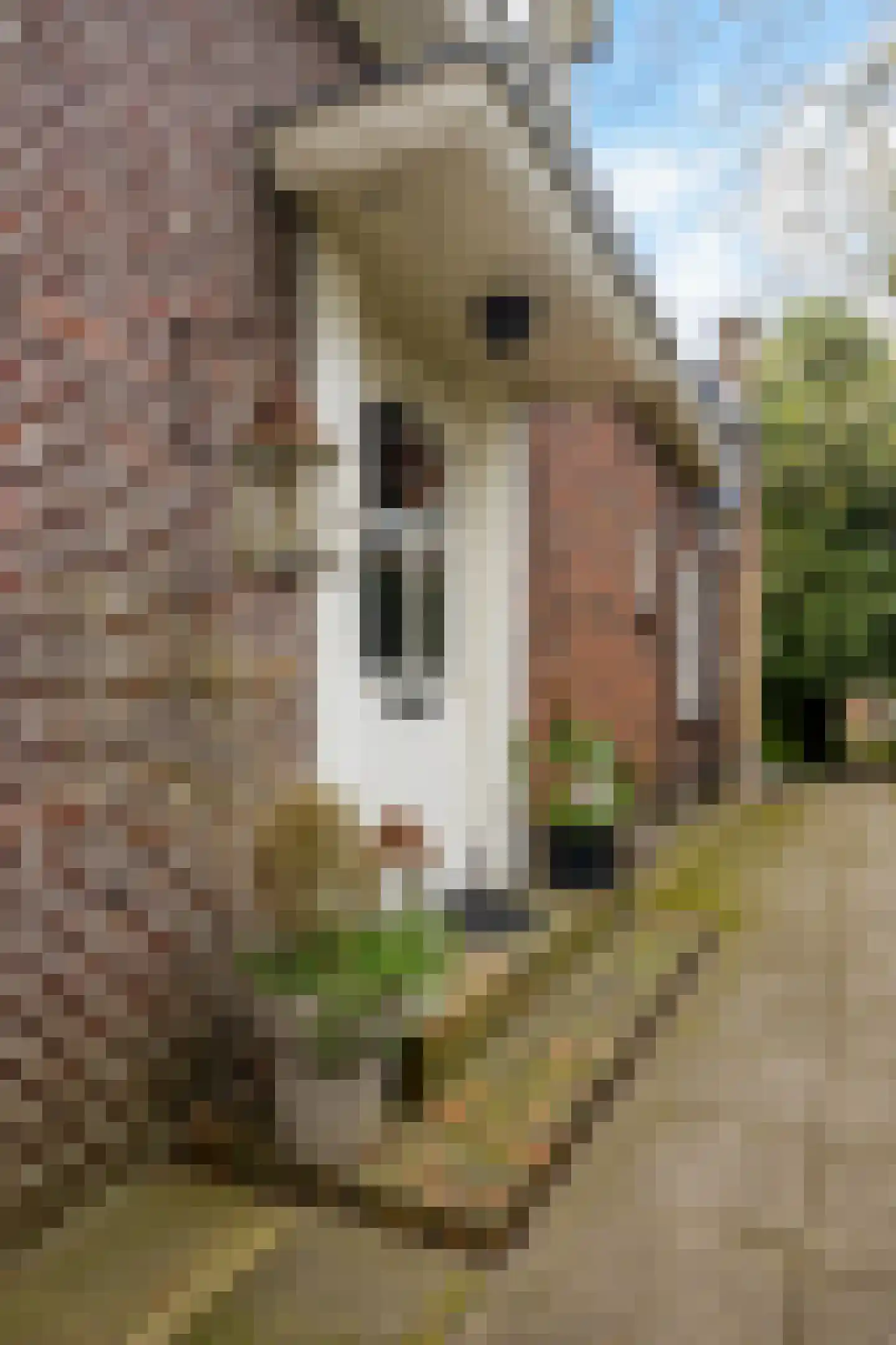 Rondweg-Noord 17 Dokkum thumbnail 19