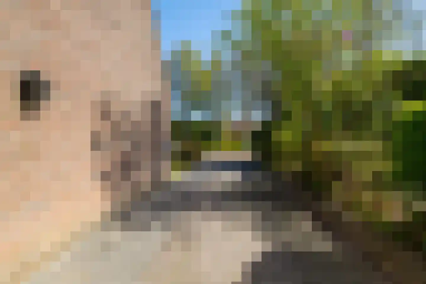 Ronkelskamp 4 Annen thumbnail 4