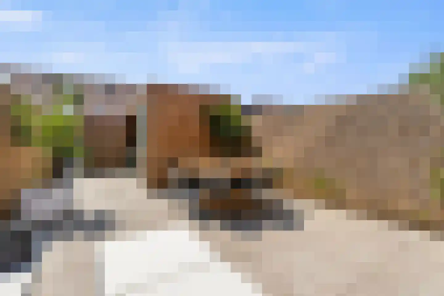 Roockershuys 29 Tuitjenhorn thumbnail 27