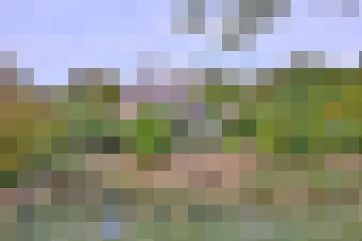 Roodborst 11 in Deventer