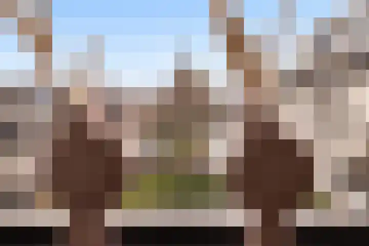 Roodborst 25 Numansdorp thumbnail 35