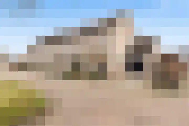 Roodborst 25 Numansdorp thumbnail 4