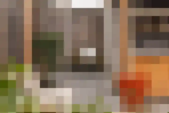 Roodborst 25 Numansdorp thumbnail 44