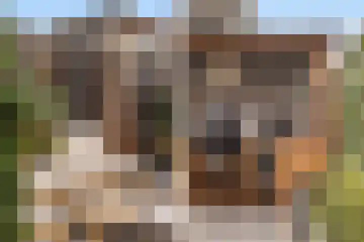 Roodborst 25 Numansdorp thumbnail 45