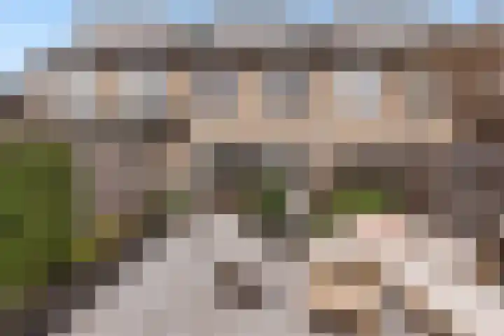 Roodborst 25 Numansdorp thumbnail 48