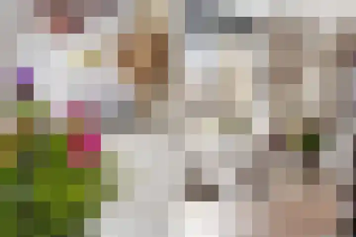 Roodborst 25 Numansdorp thumbnail 8