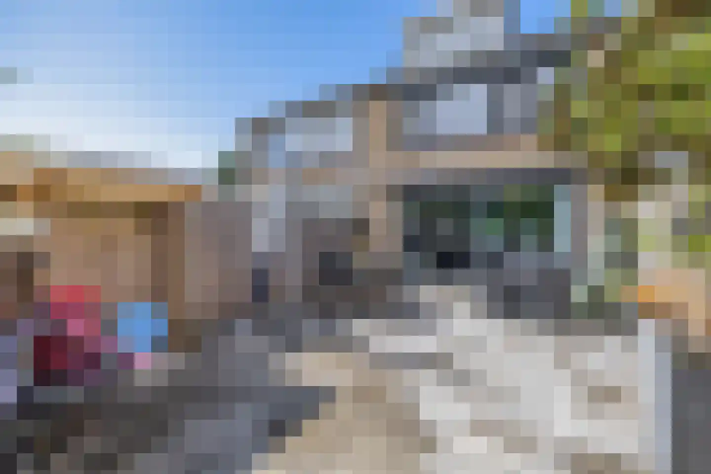 Roodborst 41 Maasdam thumbnail 18