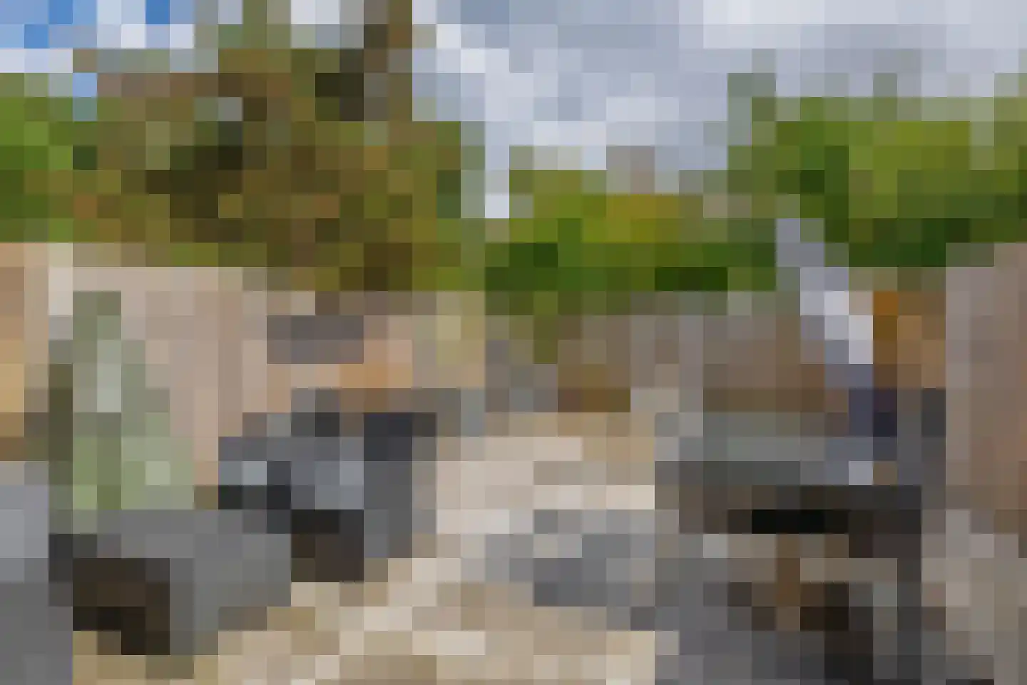 Roodborst 41 Maasdam thumbnail 21