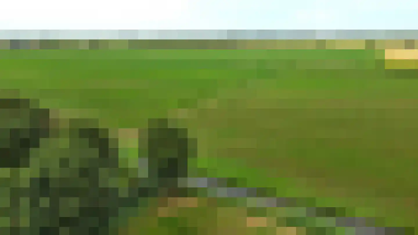 Roodborst 41 Maasdam thumbnail 35