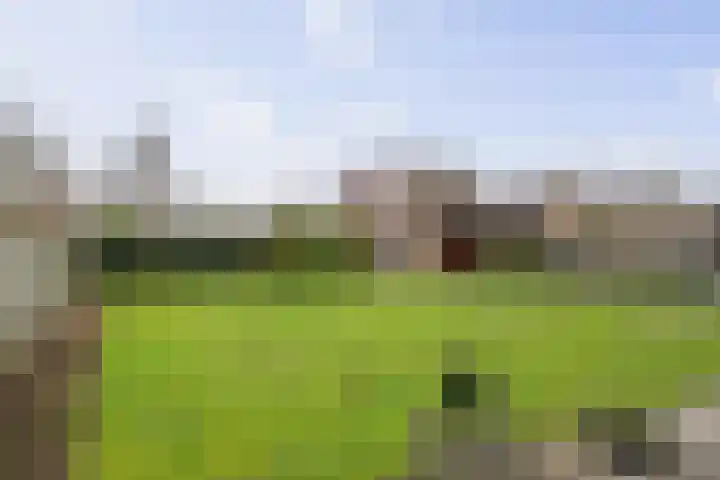 Roodborst 62 Olst thumbnail 29