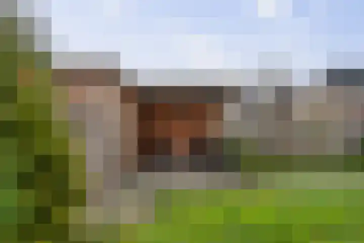 Roodborst 62 Olst thumbnail 31
