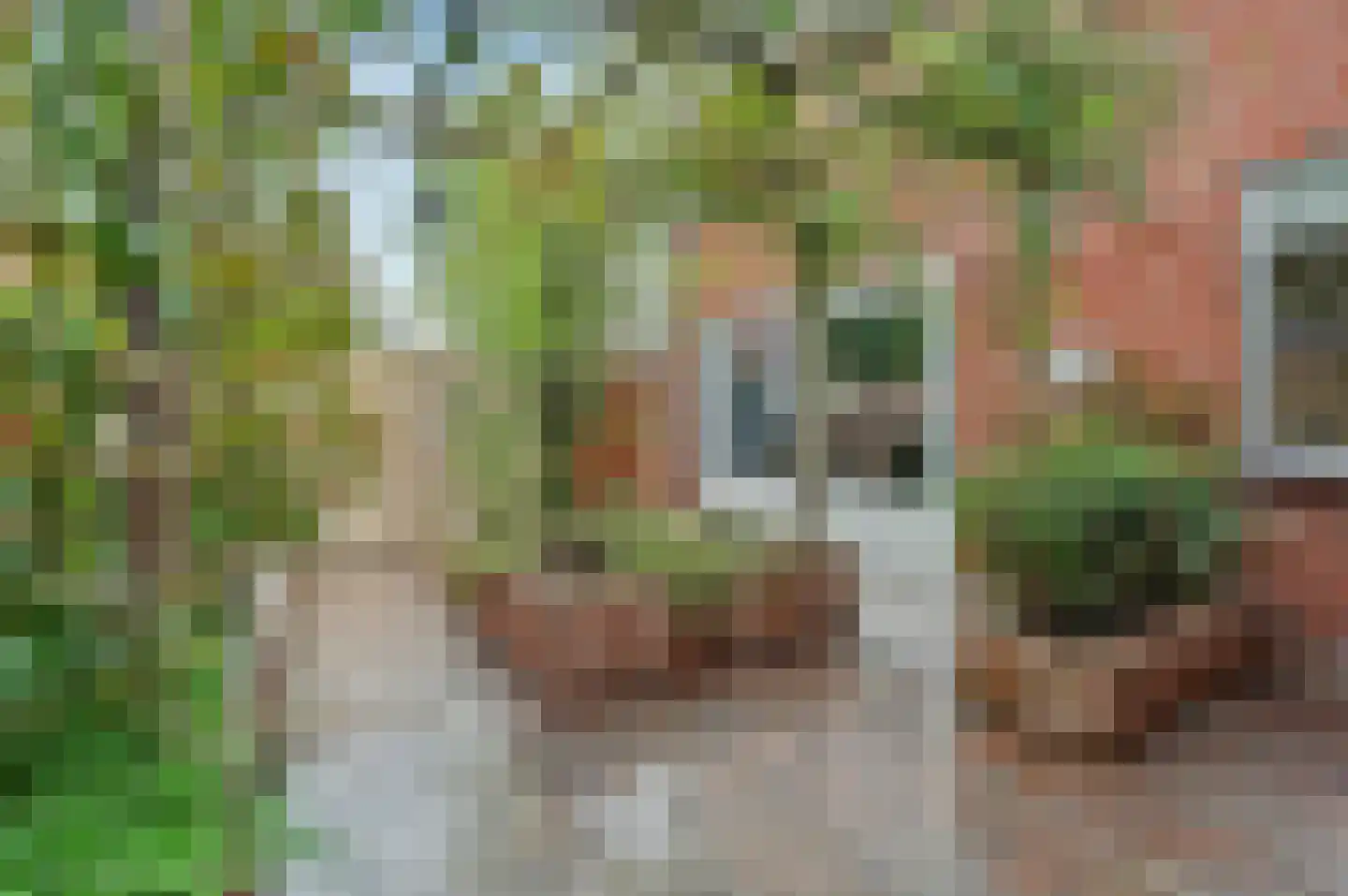 Roodborstje 1 Bladel thumbnail 38