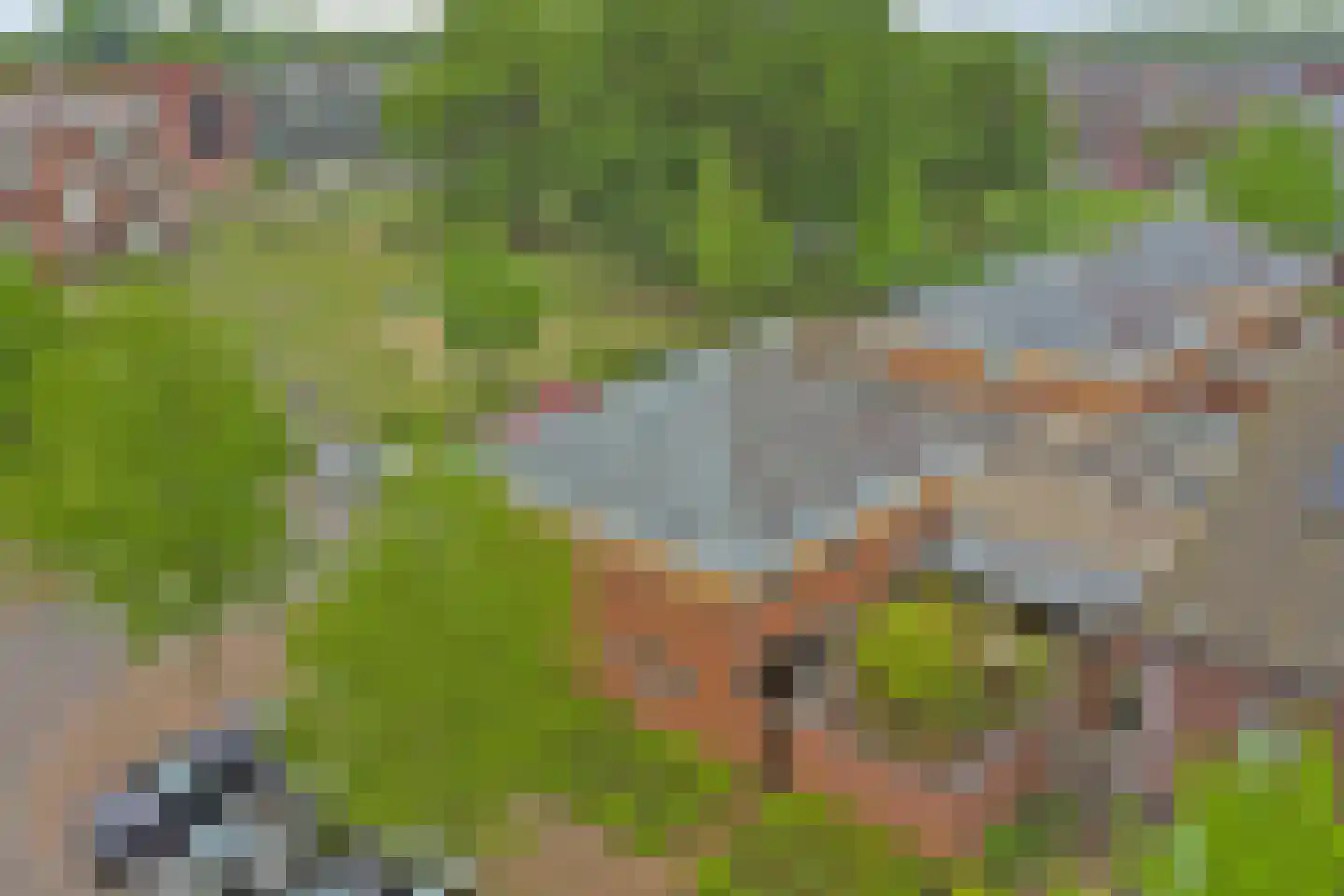 Roodborstje 1 Bladel thumbnail 47