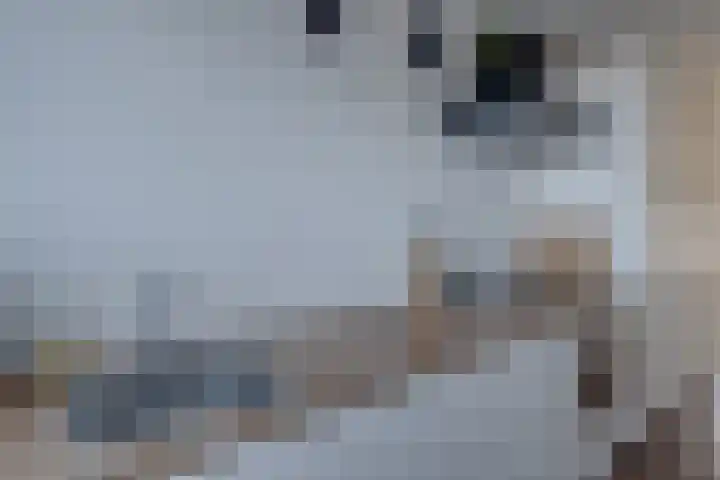 Roodborstlaan 11 Dieren thumbnail 15