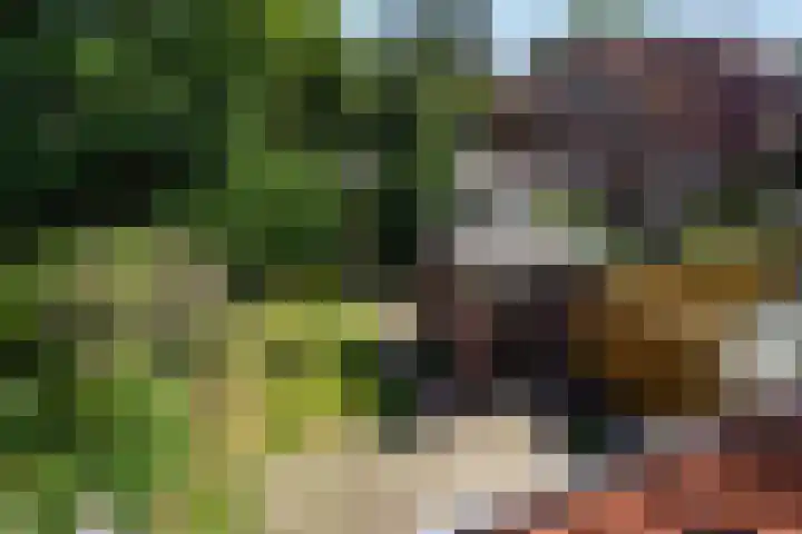 Roodborstlaan 6 Den Haag thumbnail 28