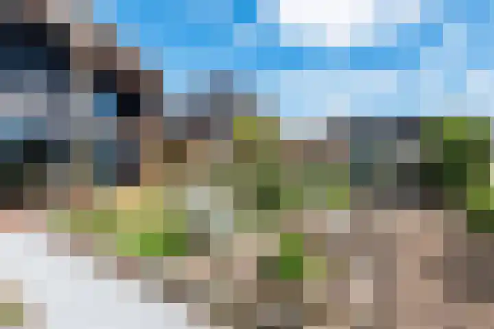 Roode Hert 15 Zeewolde thumbnail 66